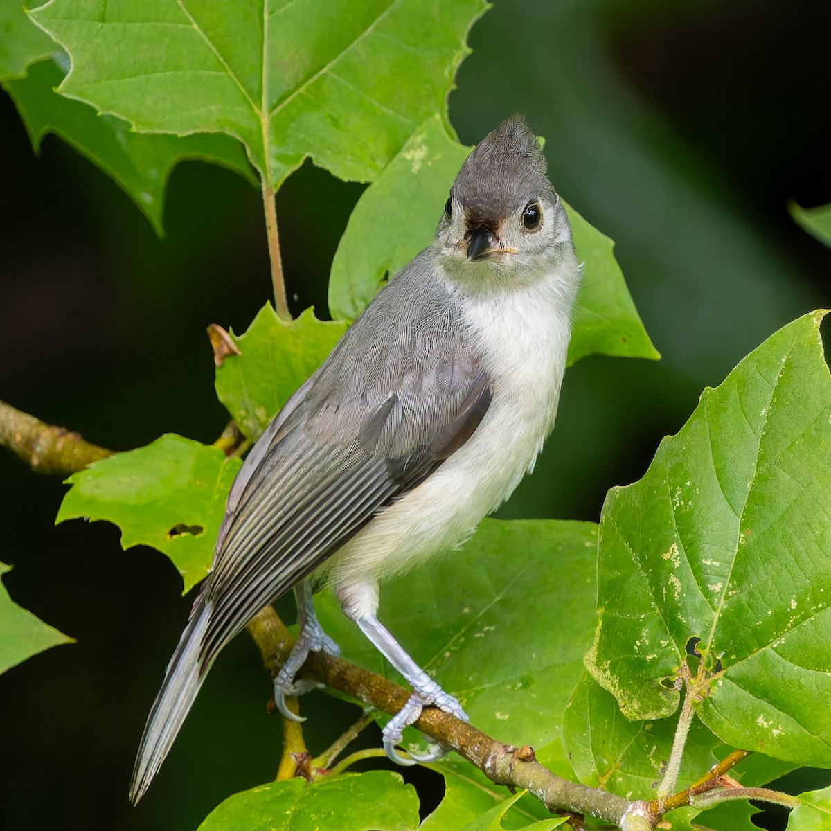 Tufted Titmouse - ML638653719