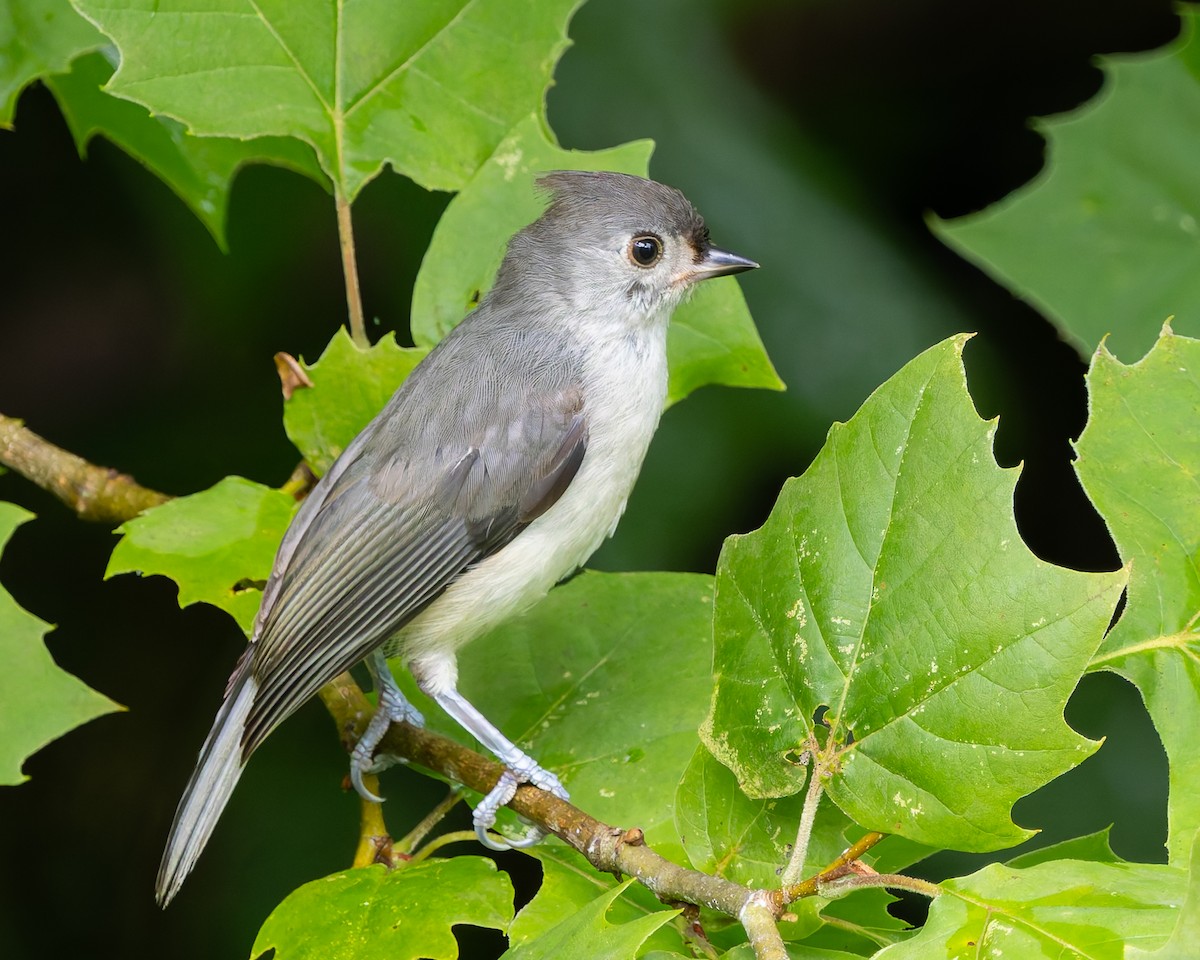 Tufted Titmouse - ML638653720