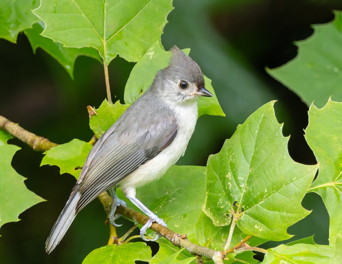 Tufted Titmouse - ML638653721
