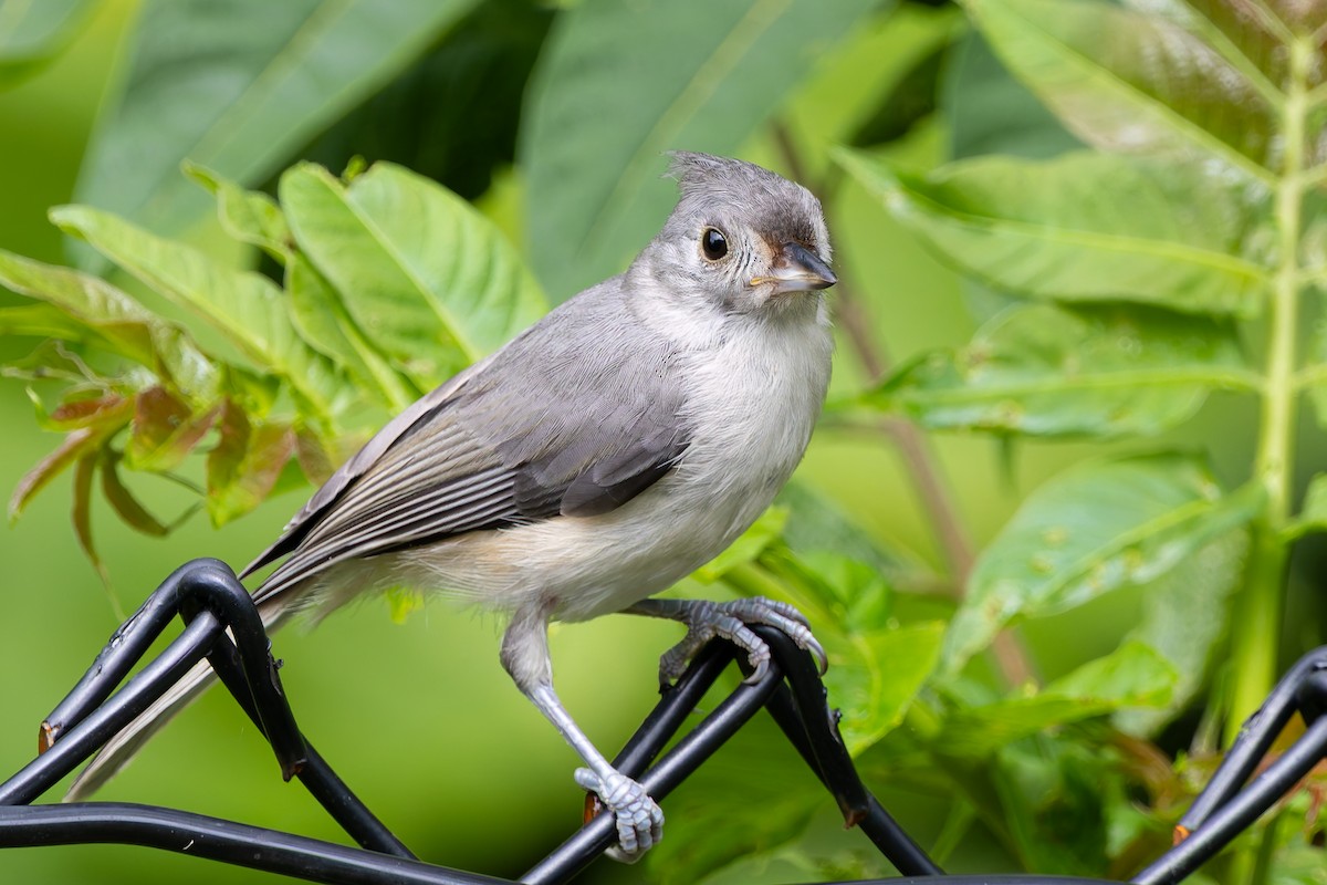Tufted Titmouse - ML638653722