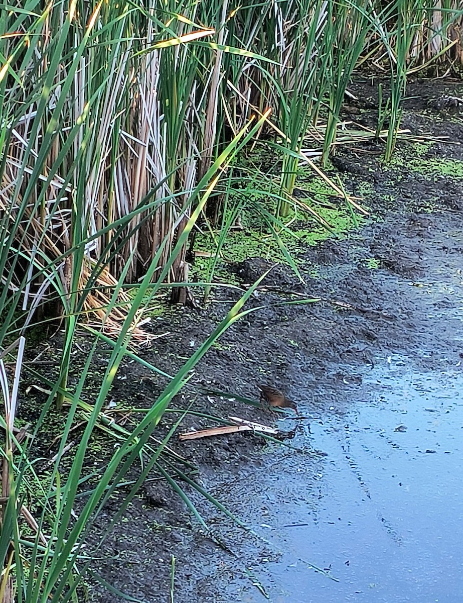 Virginia Rail - ML638653748
