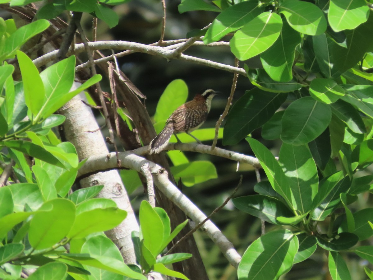 Rufous-backed Wren - ML638653759