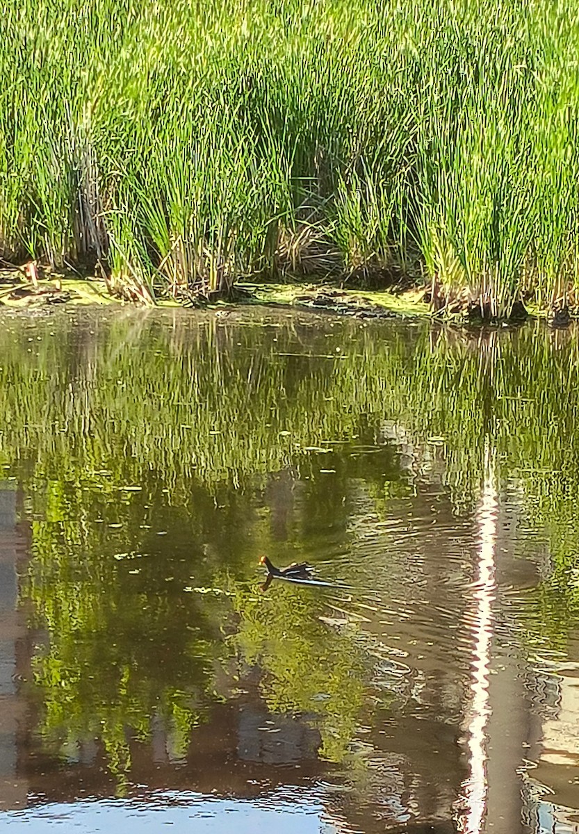 Common Gallinule - ML638653760