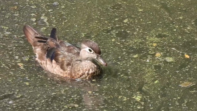 アメリカオシ - ML638653768