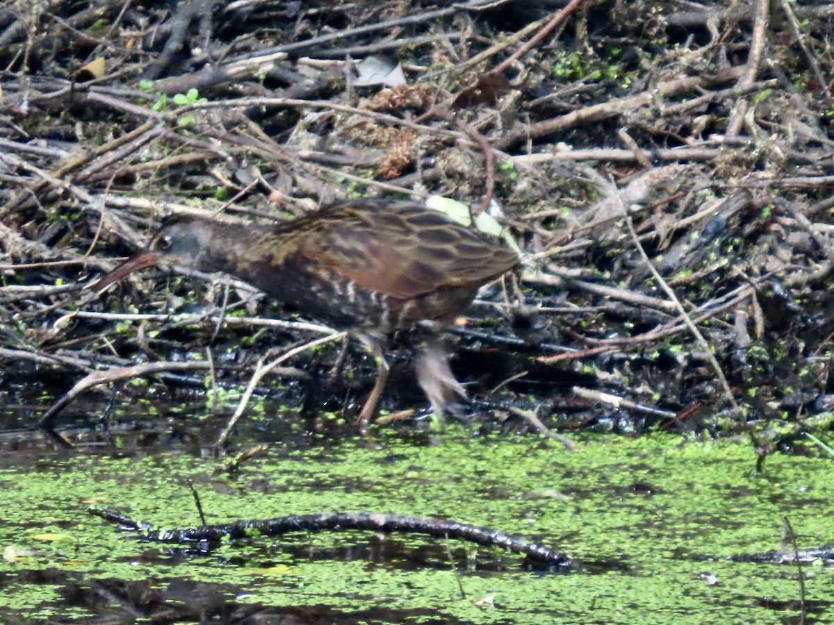Virginia Rail - ML638653780