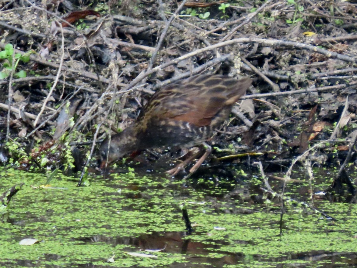 Virginia Rail - ML638653781
