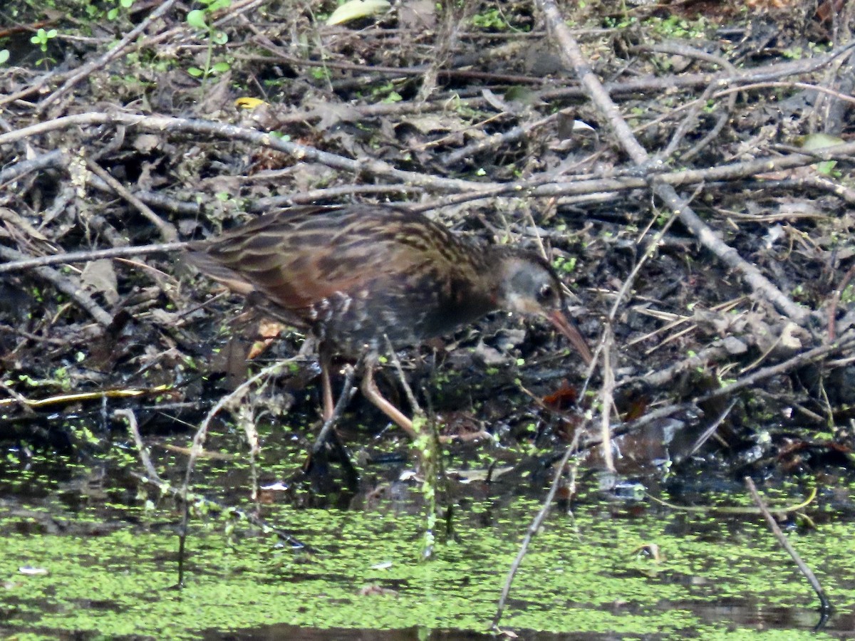 Virginia Rail - ML638653782