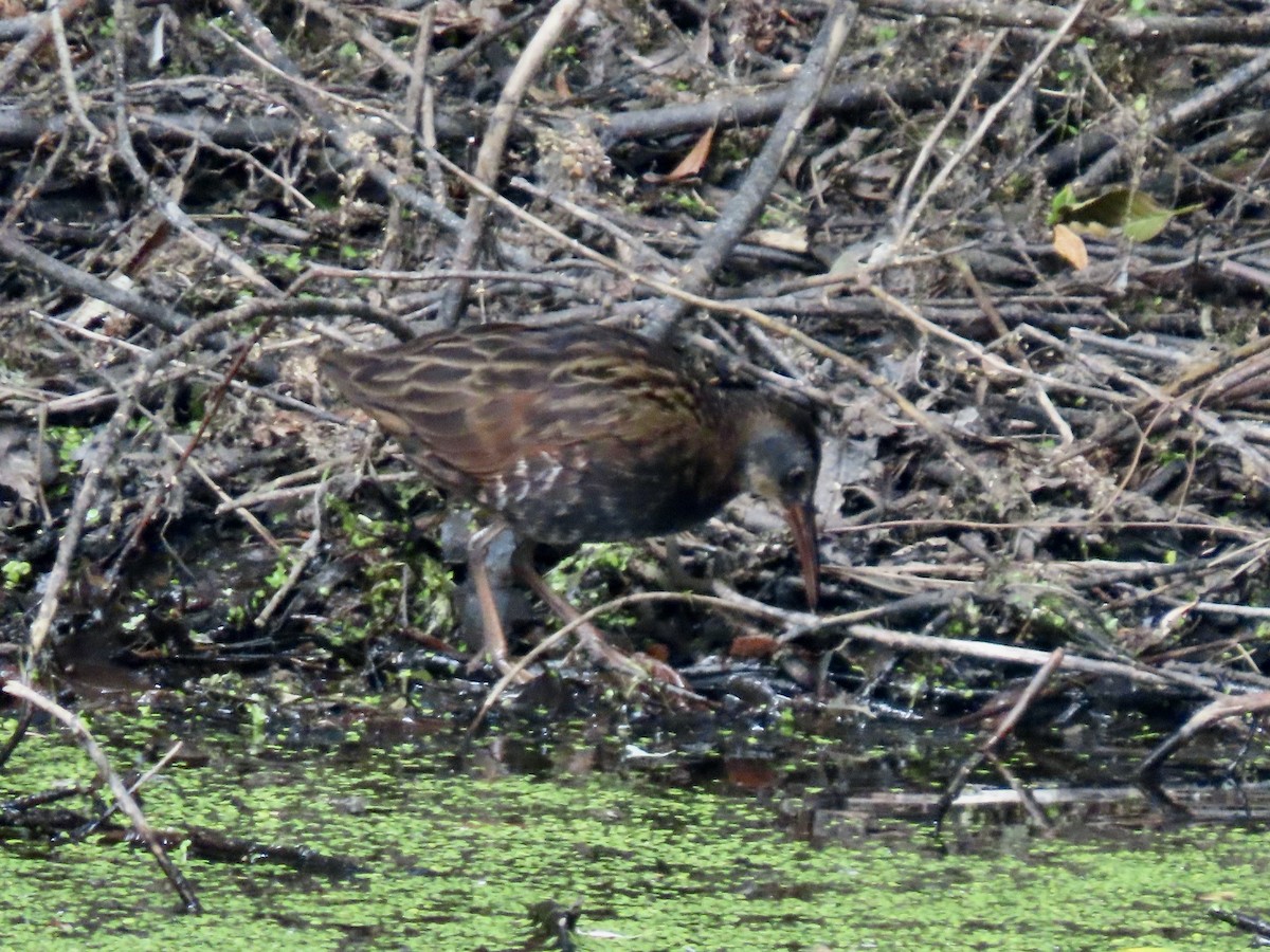 Virginia Rail - ML638653783