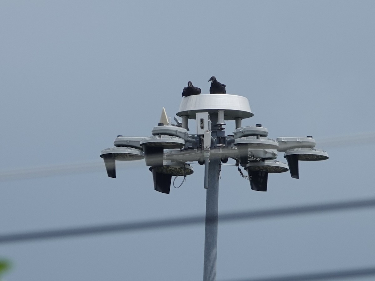 Black Vulture - ML638653787