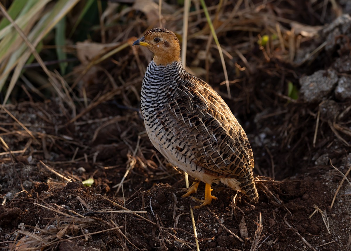 Coqui Francolin - ML638653794