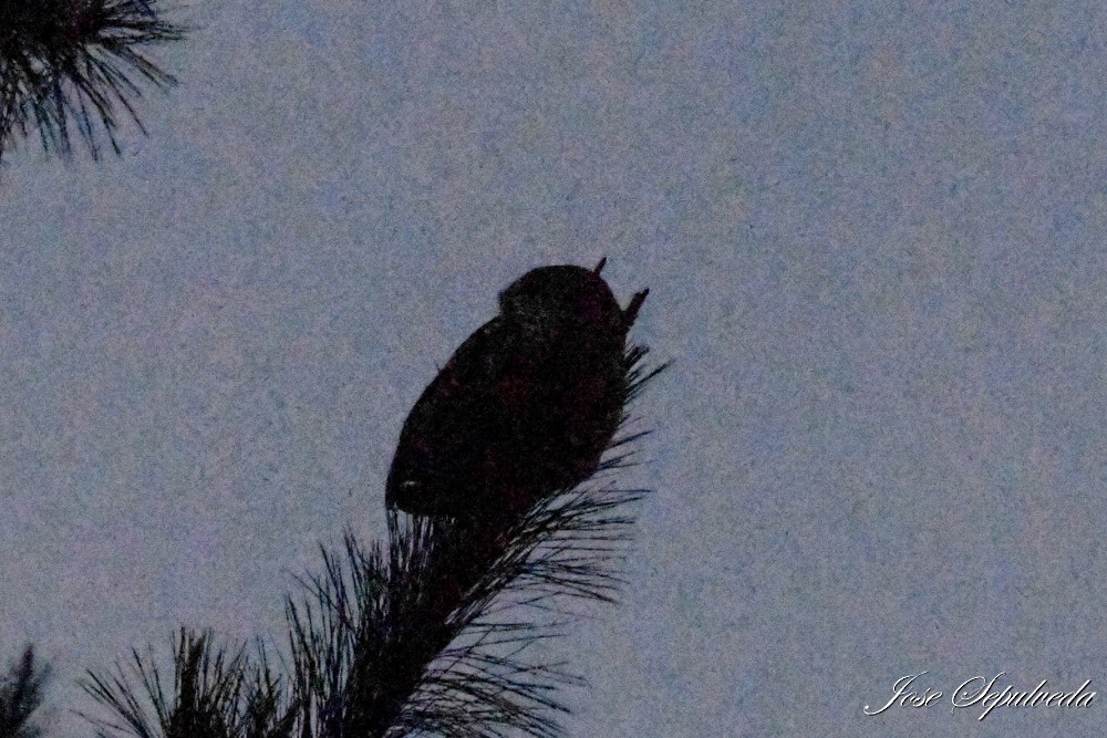 Rufous-legged Owl - ML638653795