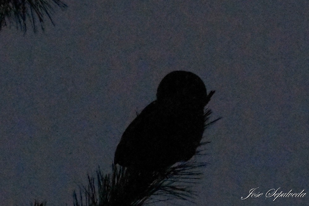 Rufous-legged Owl - ML638653796