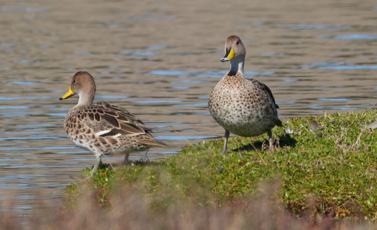 Yellow-billed Pintail - ML638653856