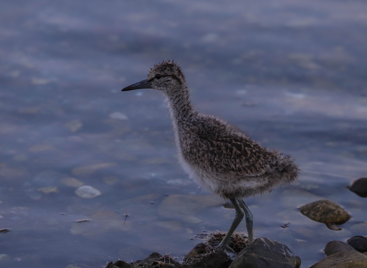 Willet - ML638653881