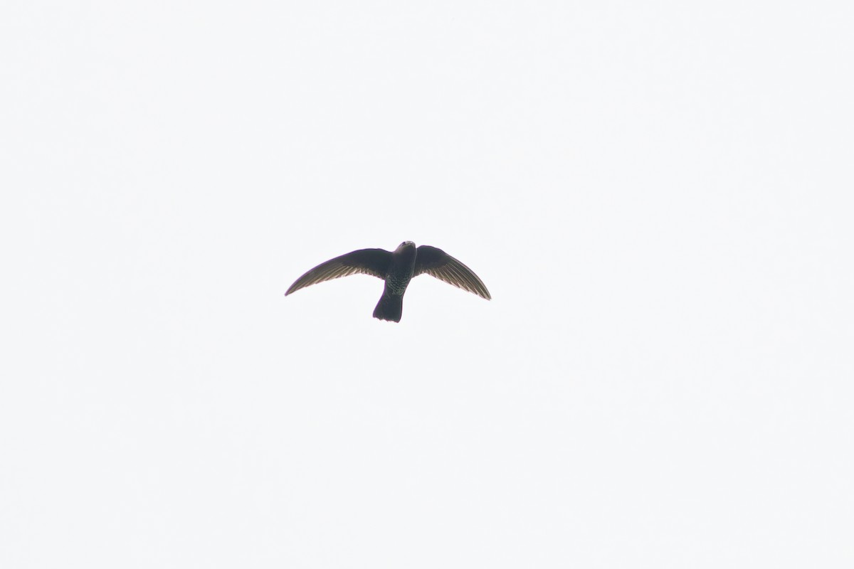 Black Swift - ML638653921