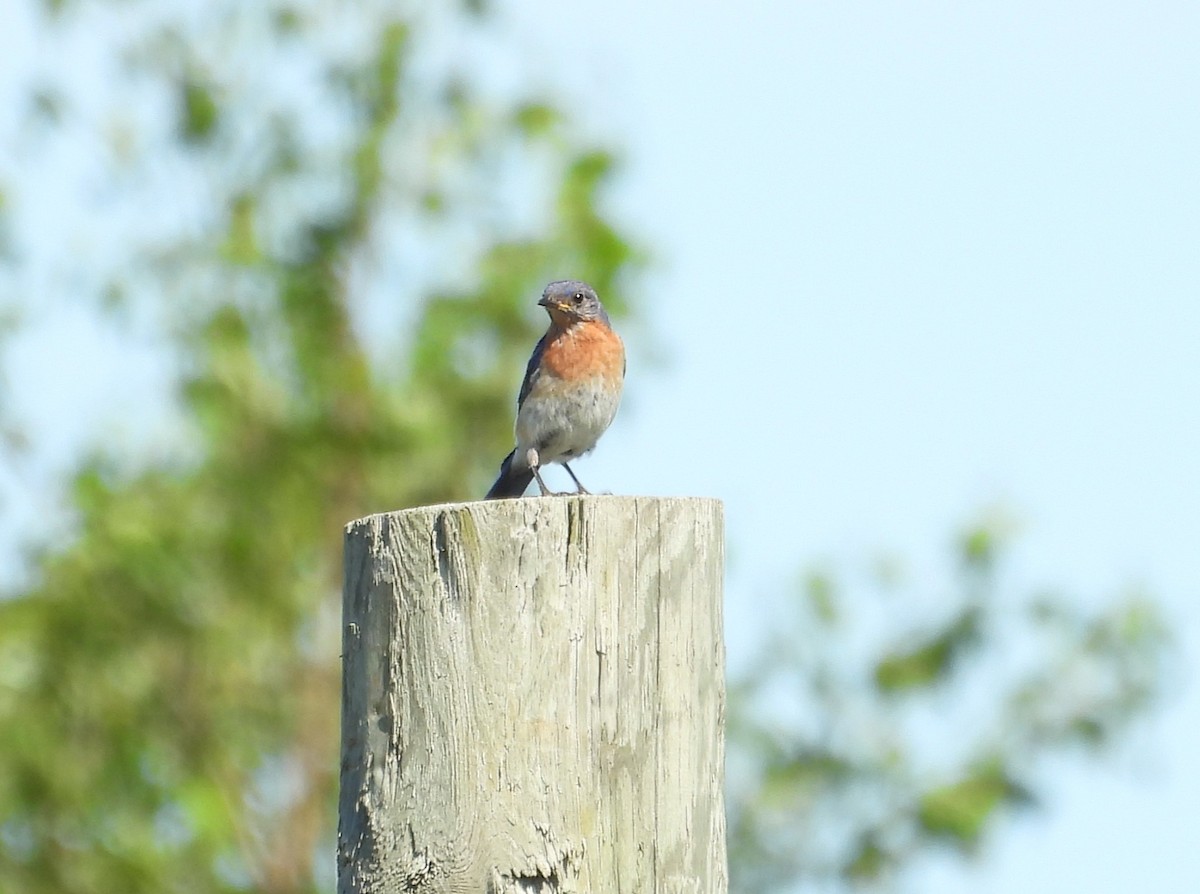 Eastern Bluebird - ML638653935