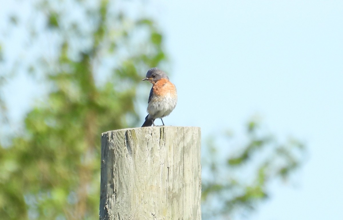 Eastern Bluebird - ML638653936