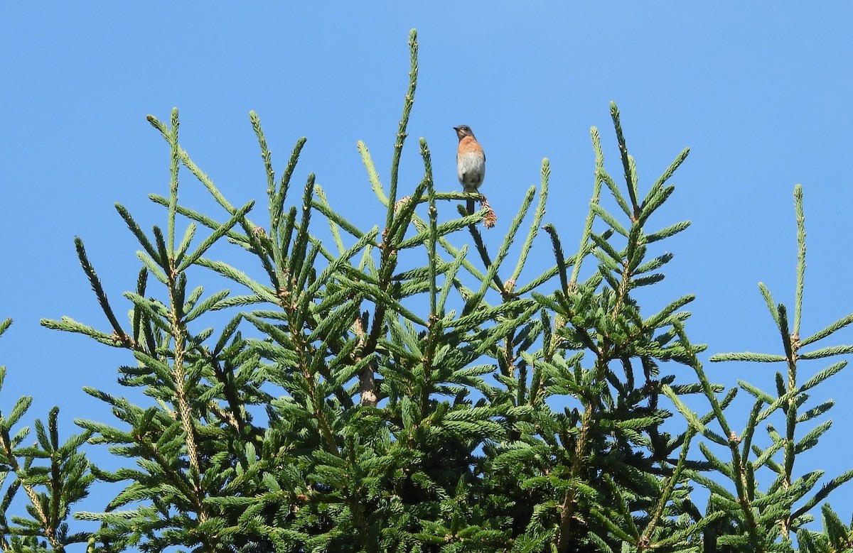 Eastern Bluebird - ML638653939