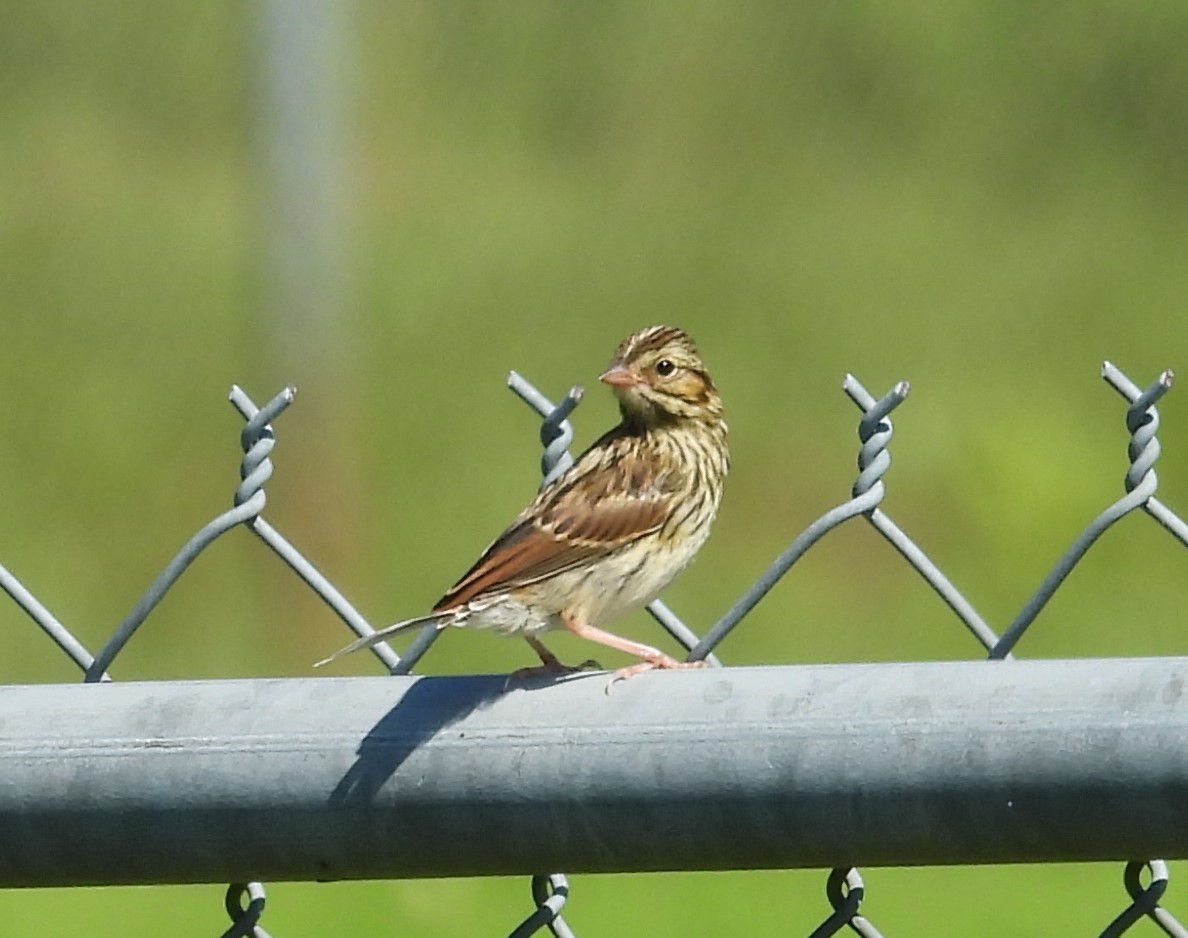 Savannah Sparrow - ML638653948