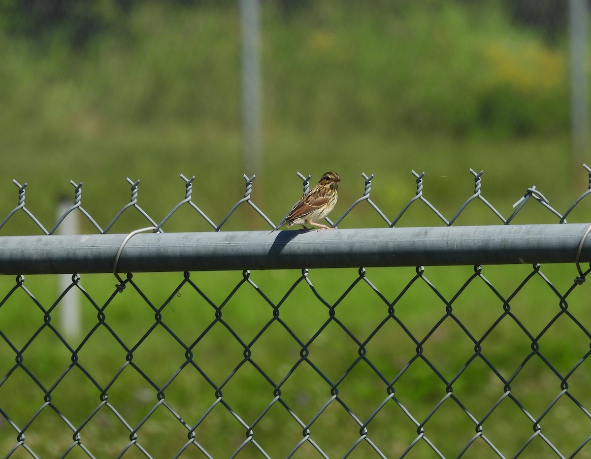Savannah Sparrow - ML638653950