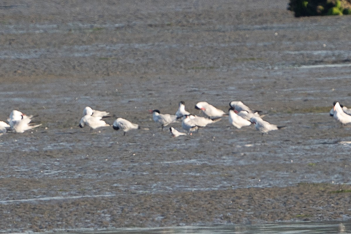Arctic Tern - ML638653975