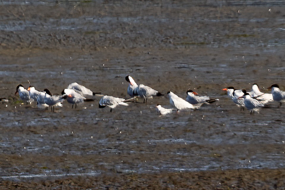 Arctic Tern - ML638653976