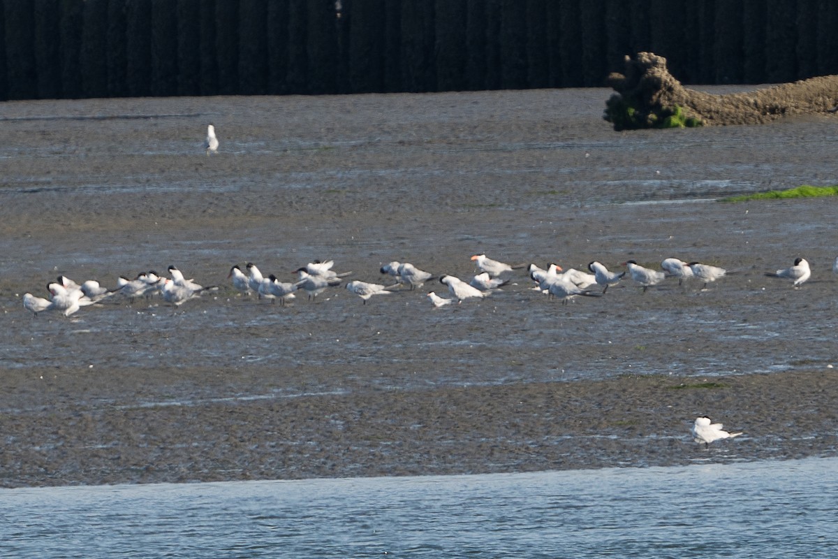 Arctic Tern - ML638653977
