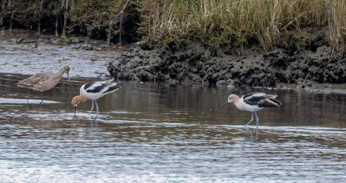 American Avocet - ML638653978