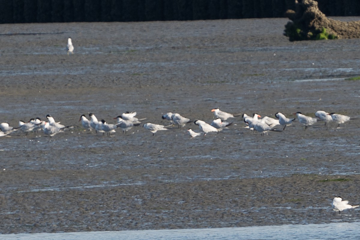 Arctic Tern - ML638653979