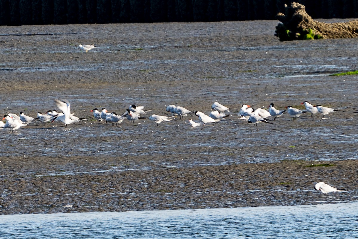 Arctic Tern - ML638653980