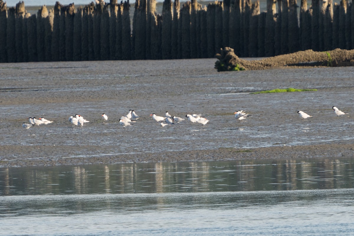 Arctic Tern - ML638653981