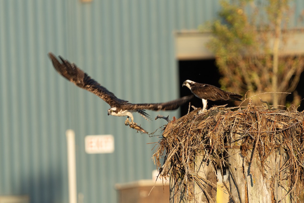 Osprey - ML638653995