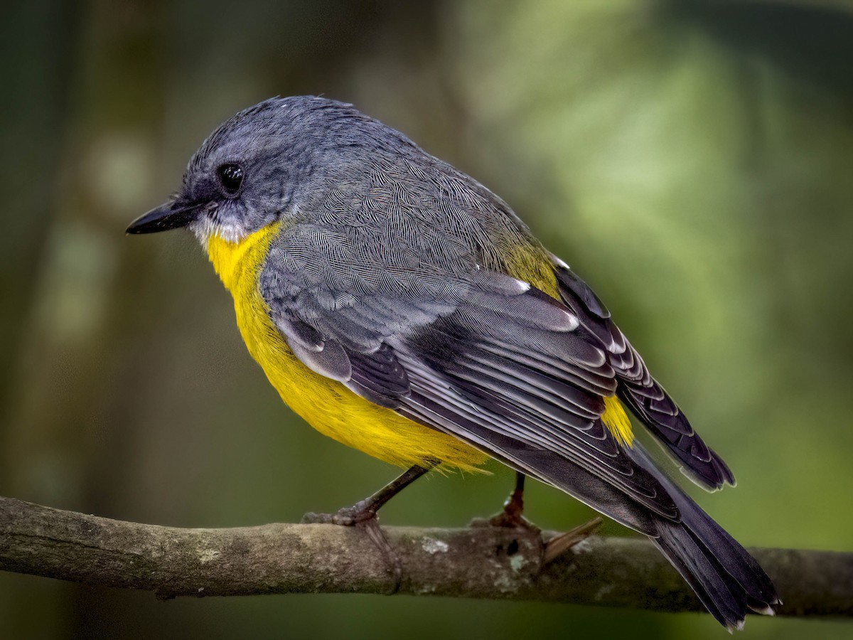 Eastern Yellow Robin - ML638654002
