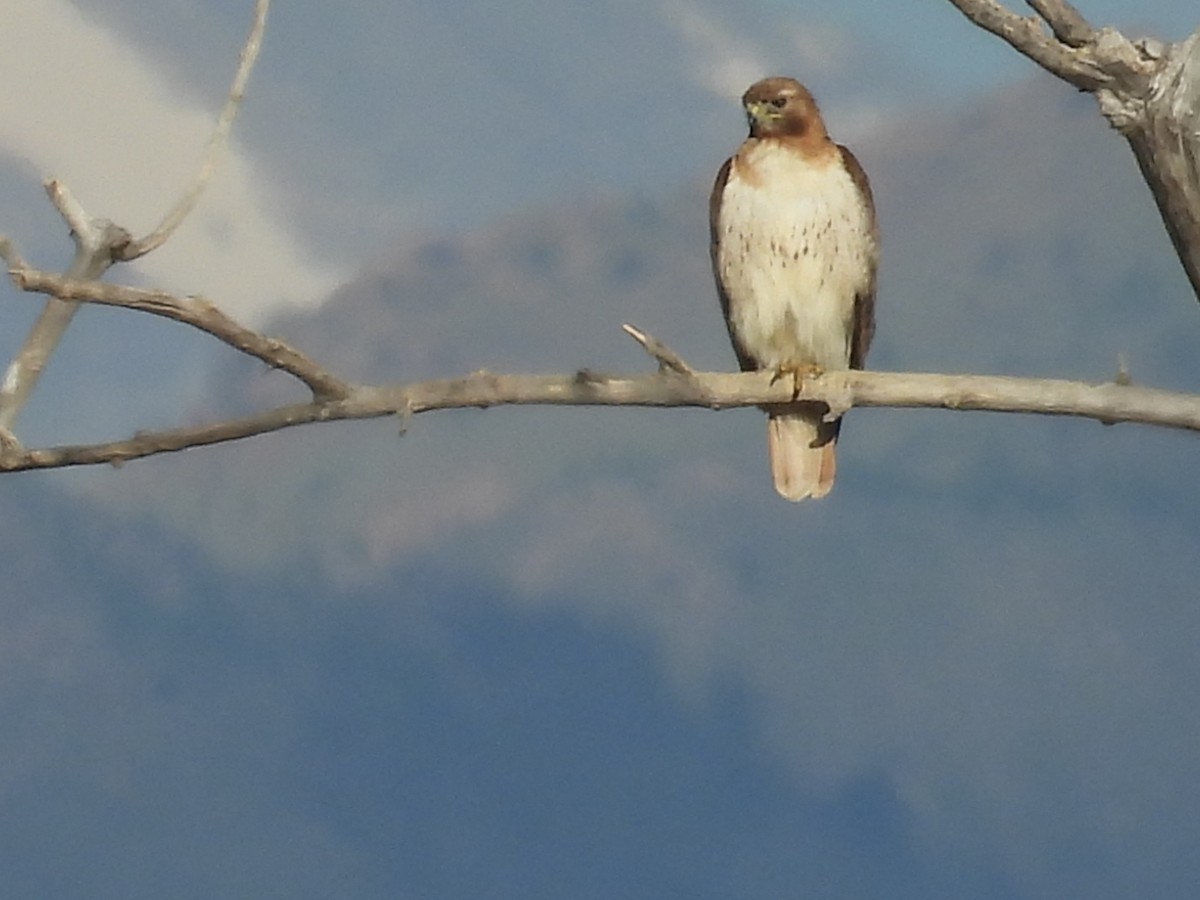 Red-tailed Hawk - ML638654012