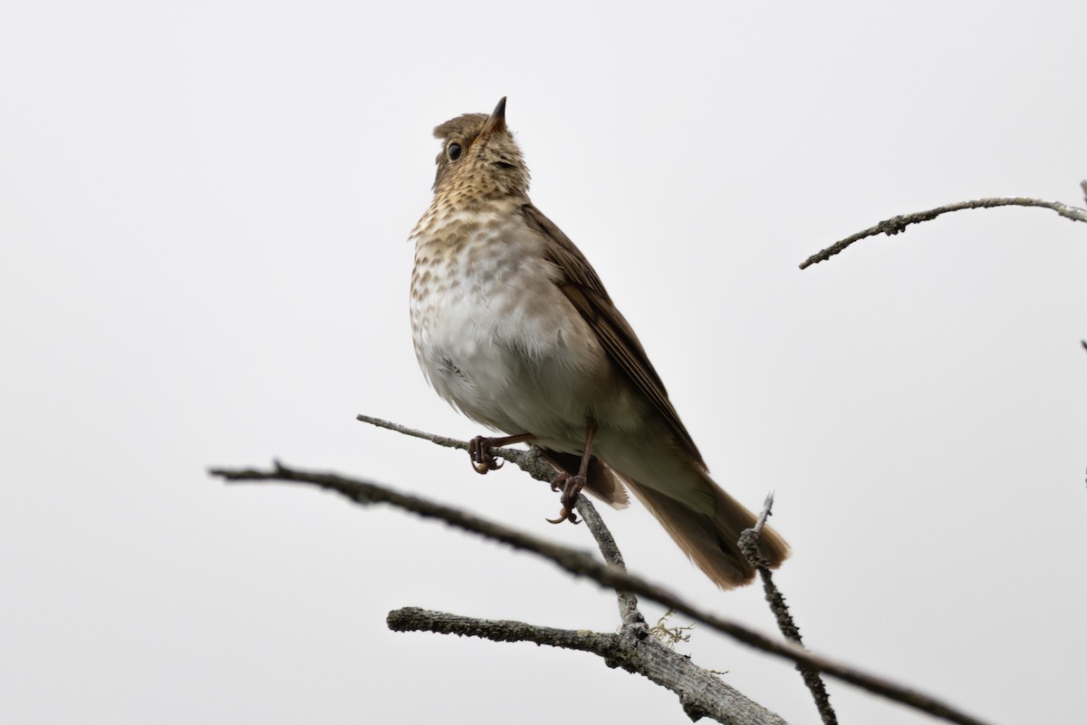 Swainson's Thrush - ML638654022