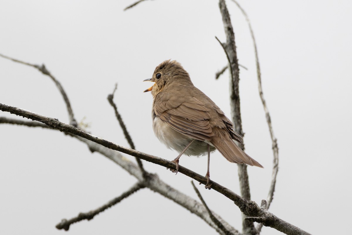 Swainson's Thrush - ML638654023