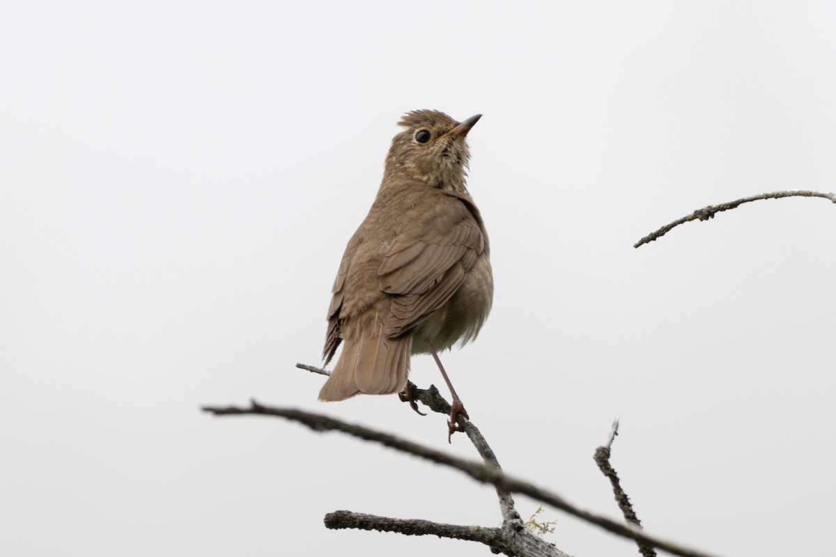 Swainson's Thrush - ML638654024