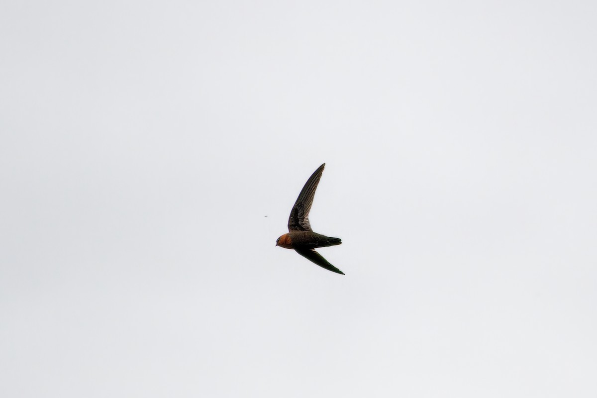 Chestnut-collared Swift - ML638654047