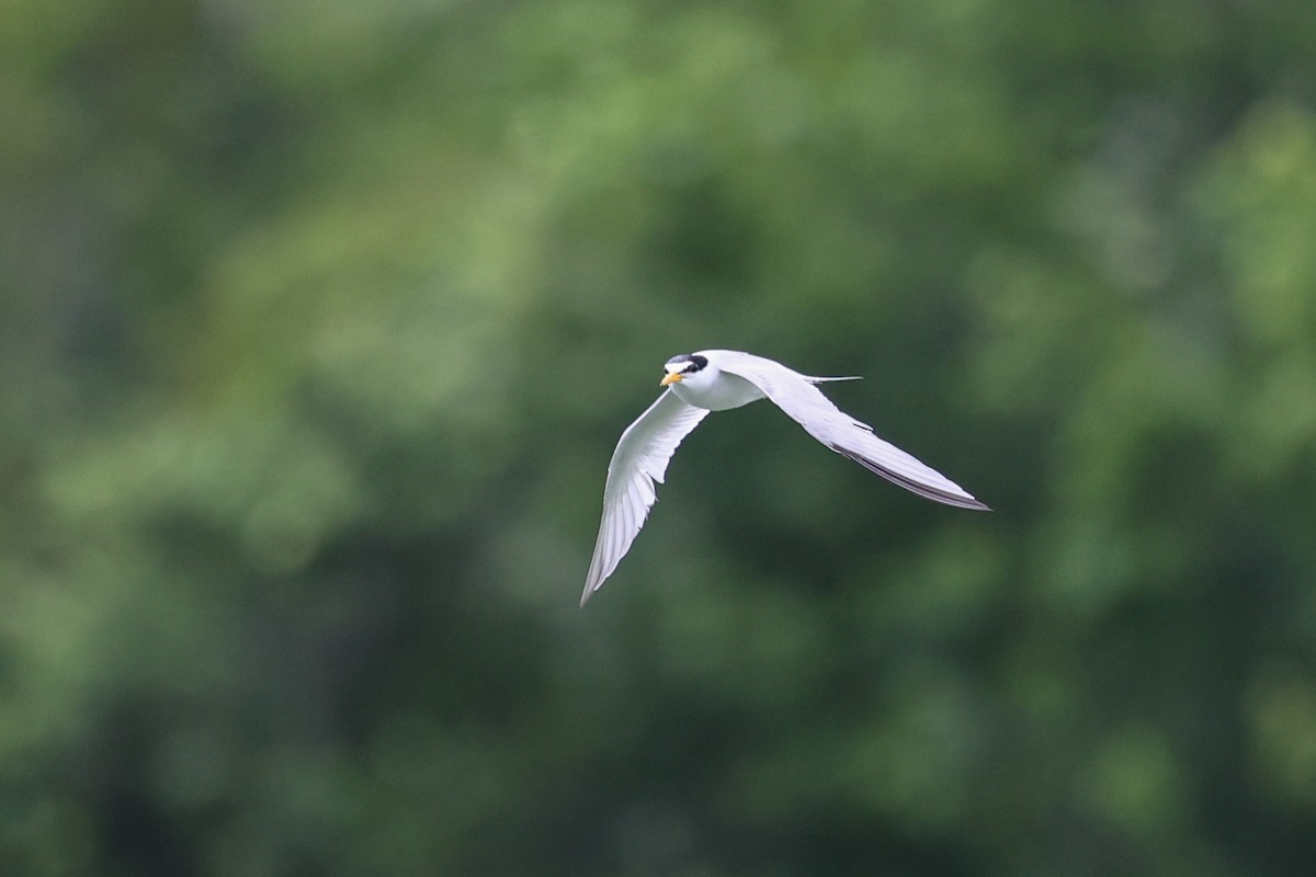 Least Tern - ML638654054