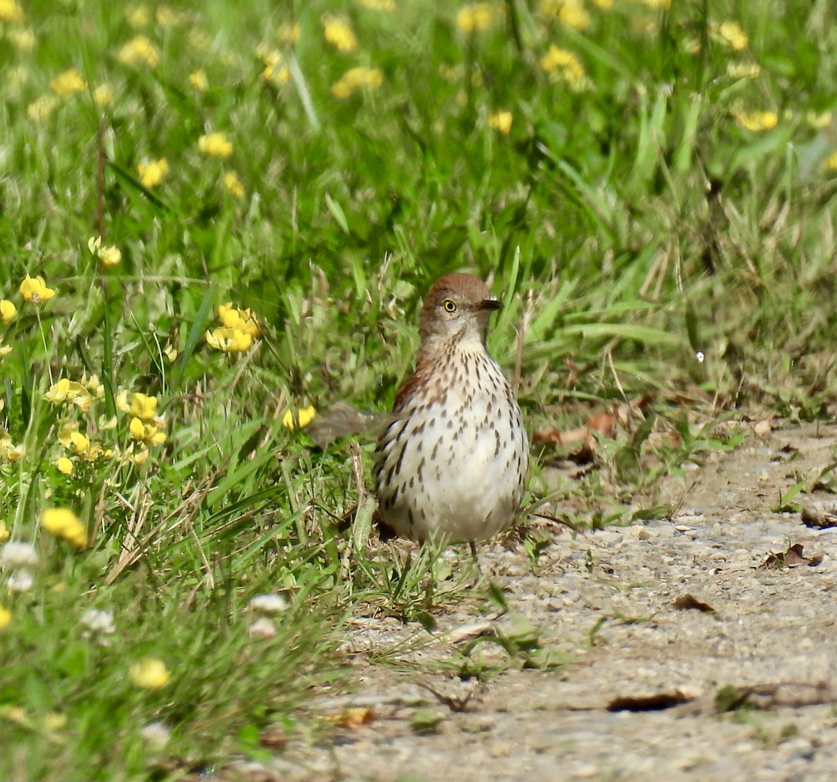 brunspottefugl - ML638654064