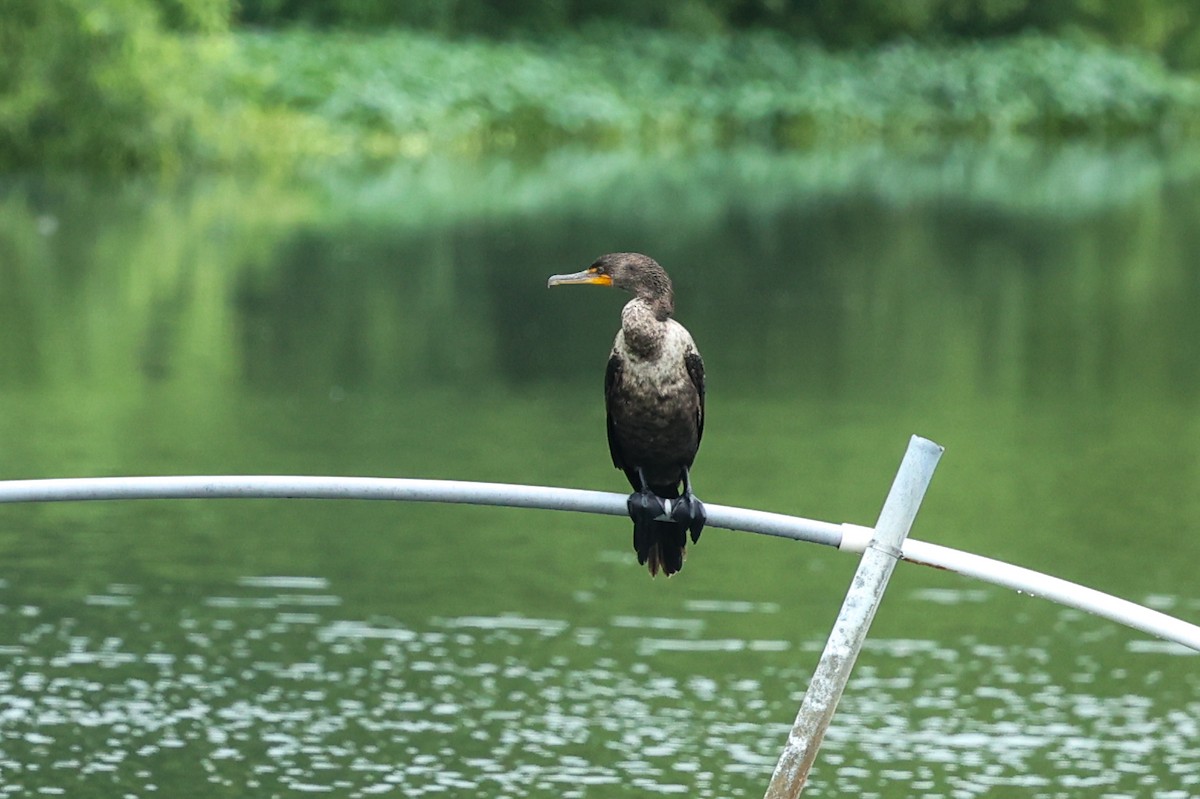 Double-crested Cormorant - ML638654070