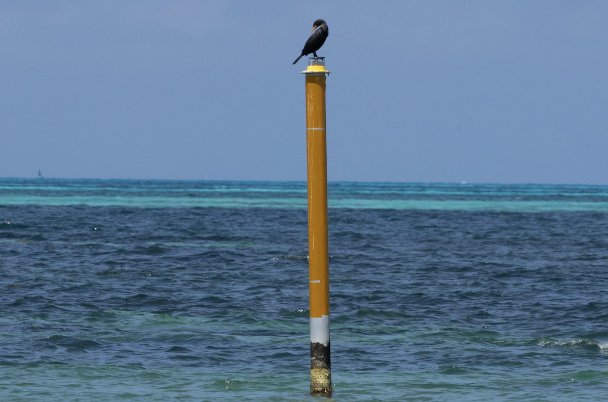 Double-crested Cormorant - ML638654101