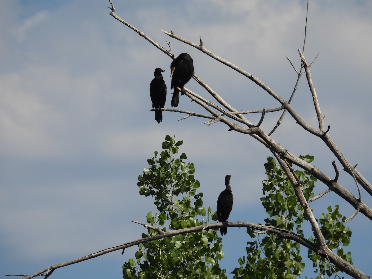 Double-crested Cormorant - ML638654102