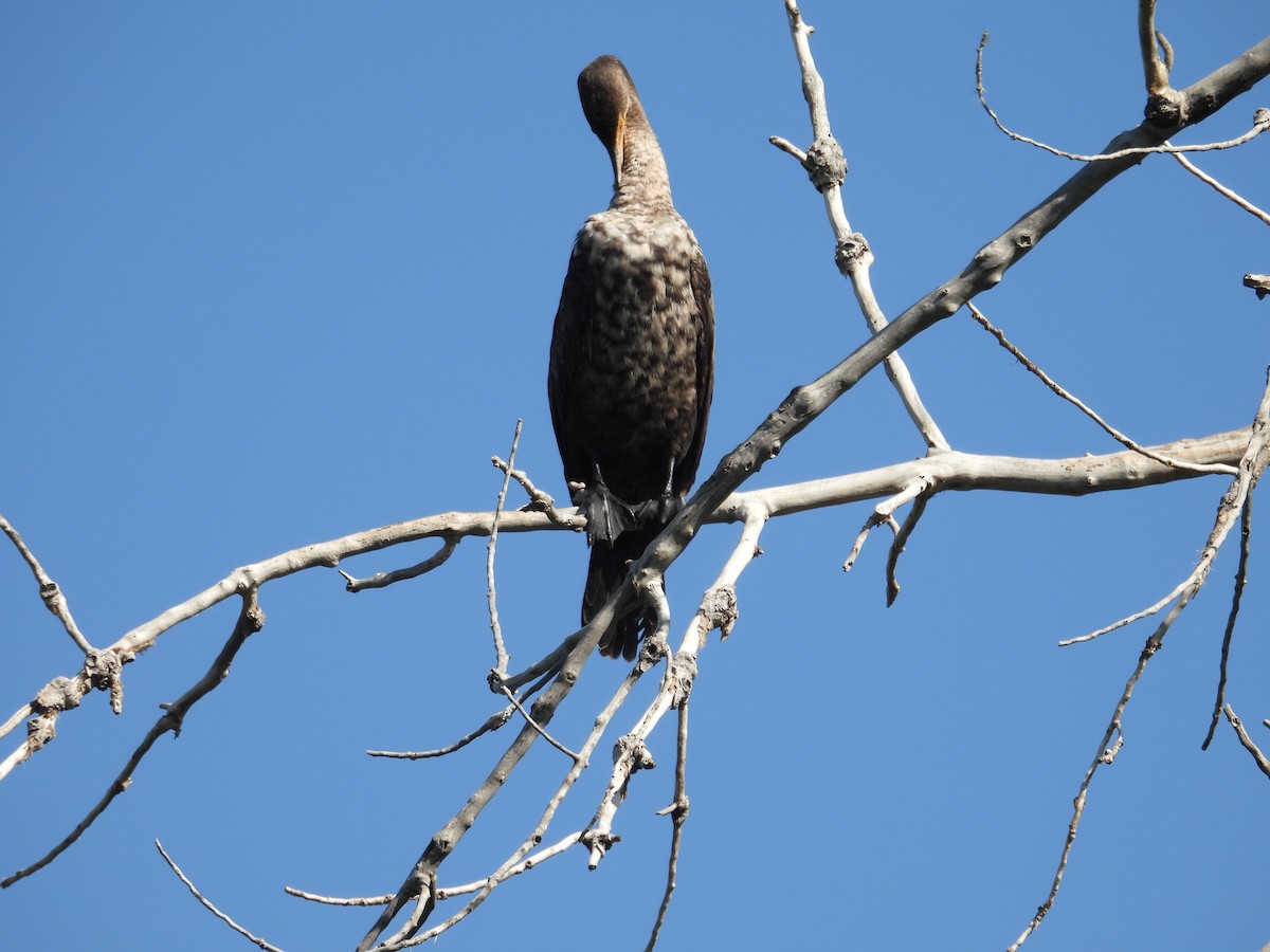 Double-crested Cormorant - ML638654103
