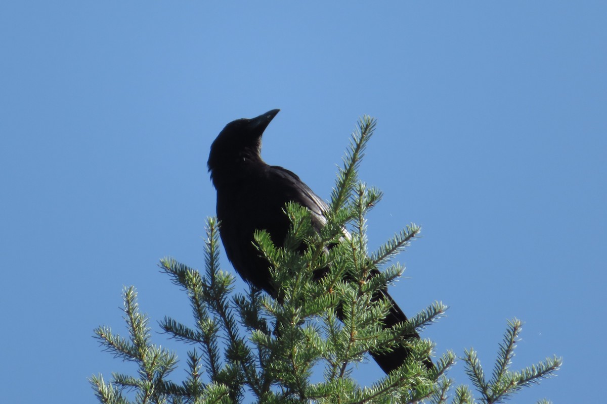 American Crow - ML638654162