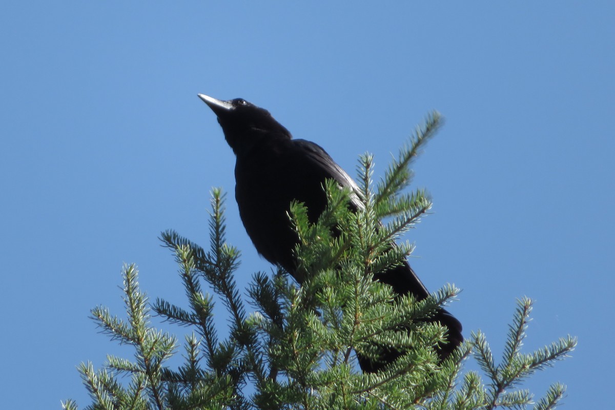 American Crow - ML638654163