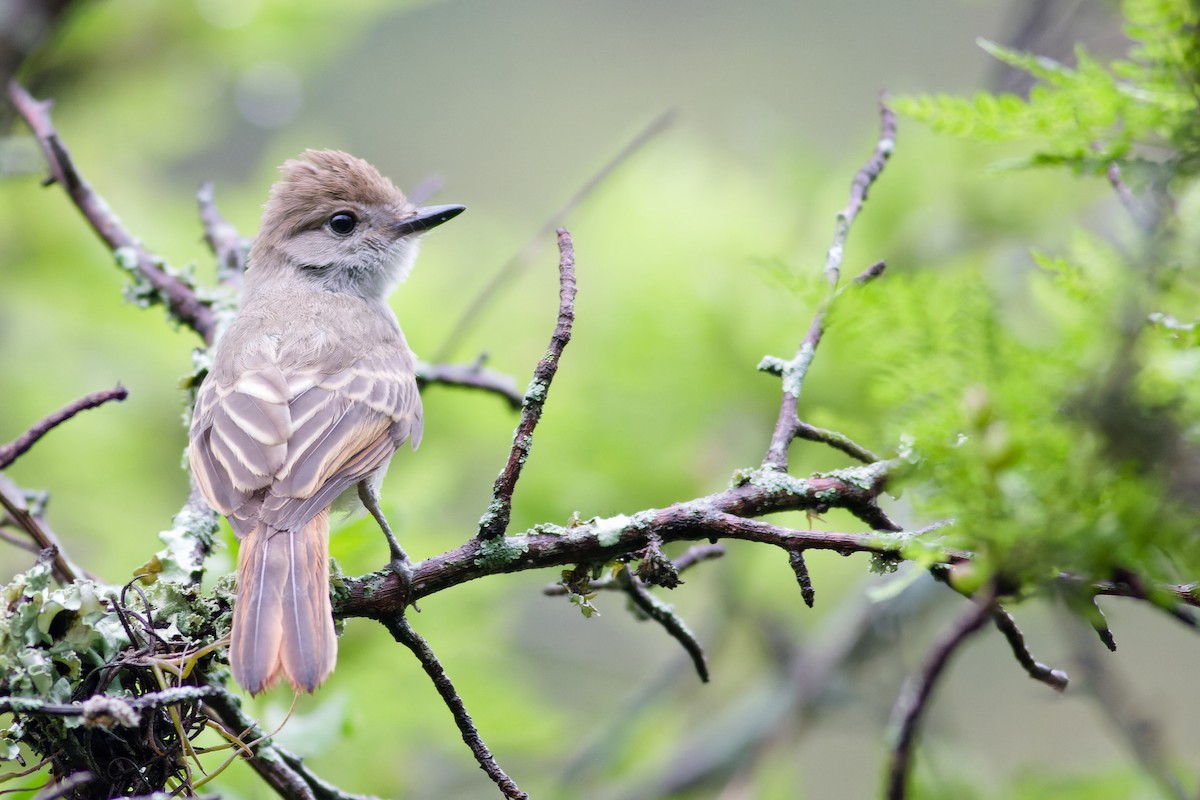 Nutting's Flycatcher - ML638654218