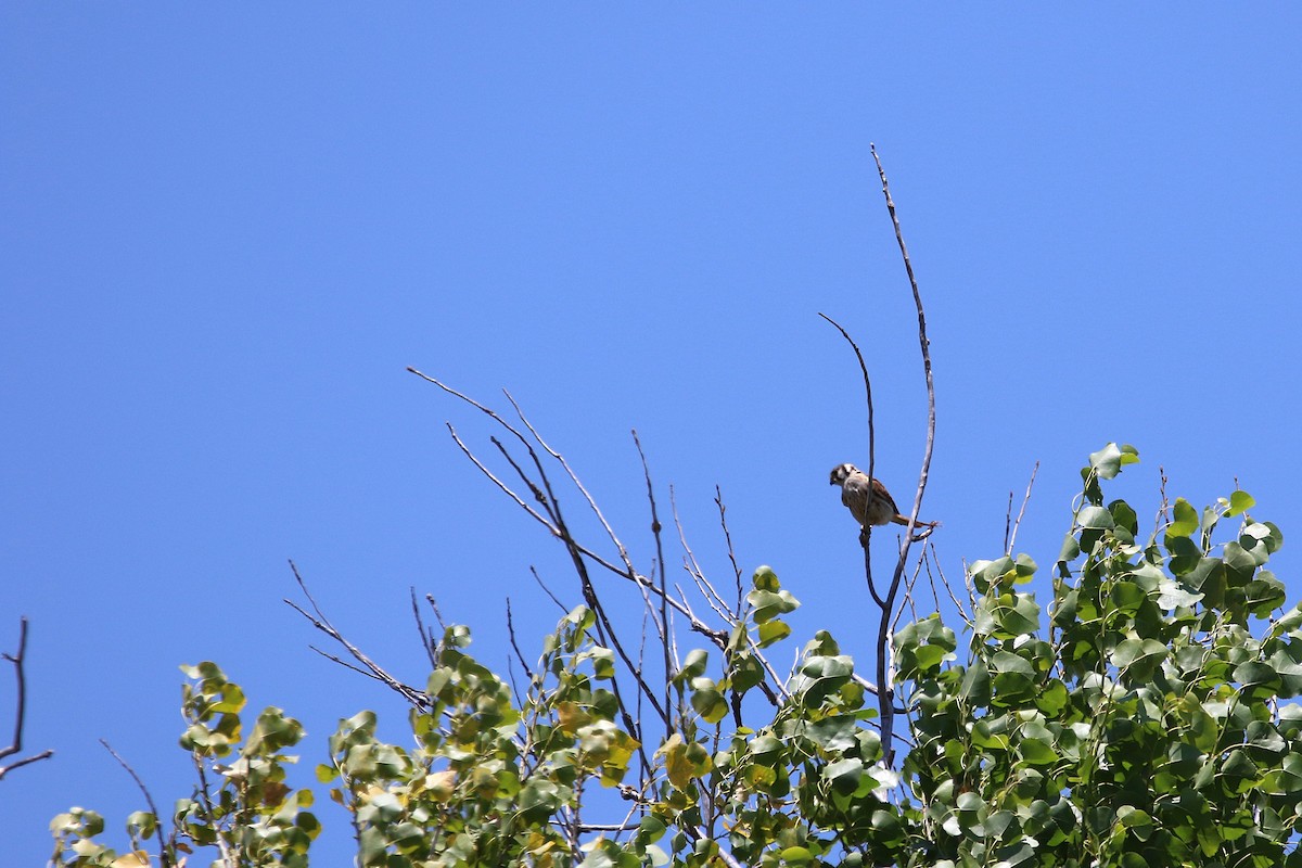 American Kestrel - ML638654224