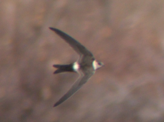 Andean Swift - ML638654234