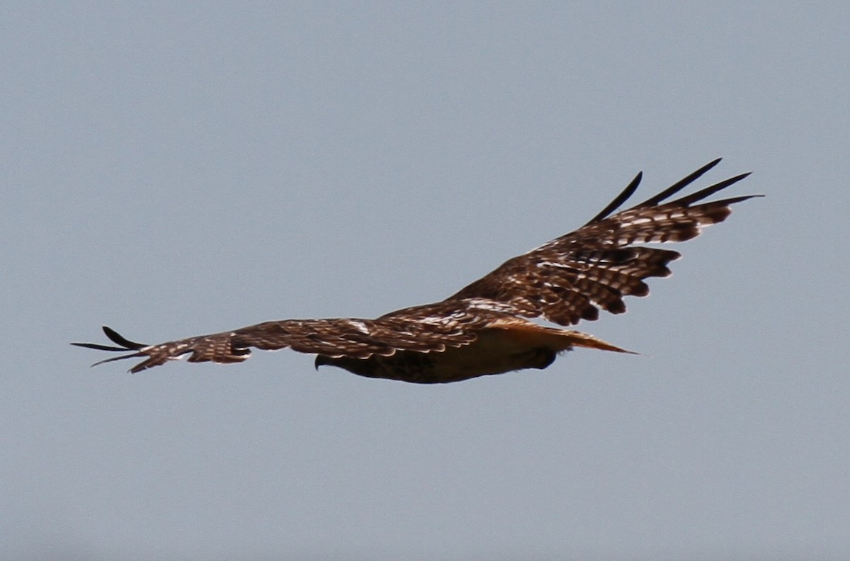 Red-tailed Hawk - ML638654235
